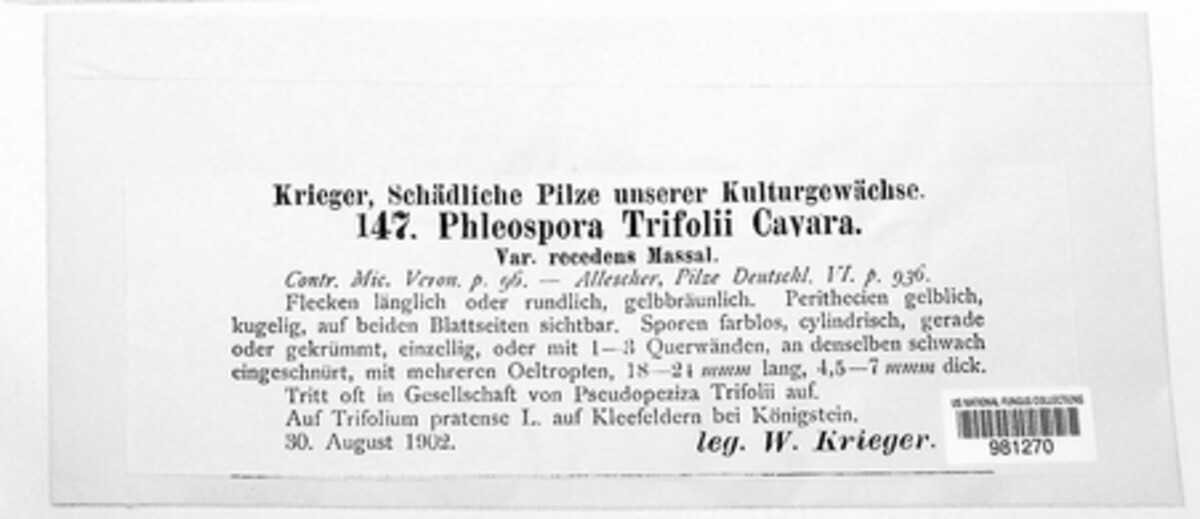 Phloeospora trifolii image